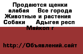 Продаются щенки алабая  - Все города Животные и растения » Собаки   . Адыгея респ.,Майкоп г.